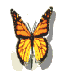 anim10.gif