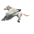 diverspegase.gif
