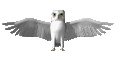 owl_flap.gif
